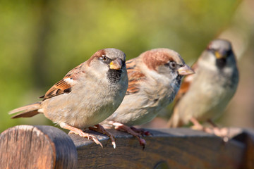 Group of House Sparrow