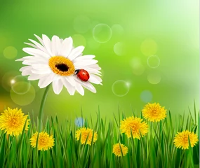 Raamstickers Zomer natuur achtergrond met lieveheersbeestje op witte bloem. Vector. © ecco