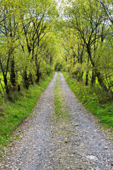 Fototapeta na wymiar Country road with willows