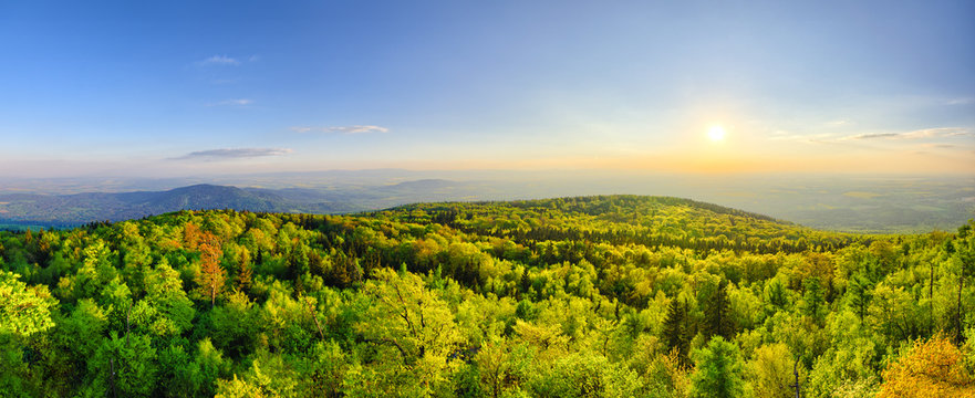 Fototapeta Wiosna krajobraz z świeżym zielonym lasem