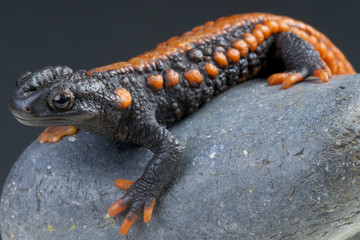 Crocodile newt / Tylototriton kweichowensis