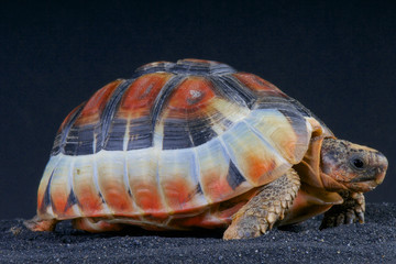 Bowsprit tortoise / Chersina angulata