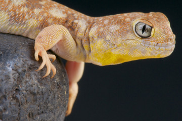 Barking gecko / Ptenopus garrulus