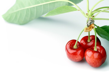 Obraz premium cherry on white