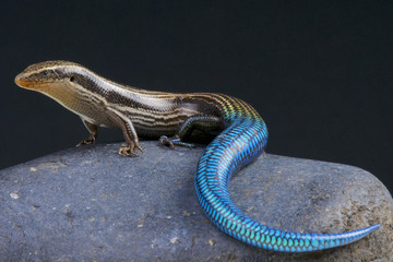 Blue-tailed skink / Chalcides sexlineatus