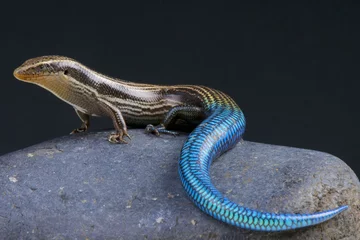 Foto op Canvas Blue-tailed skink / Chalcides sexlineatus © mgkuijpers
