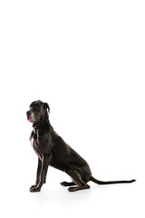 Obraz premium majestic dog
