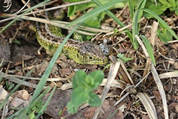 Männliche Zauneidechse im Versteck