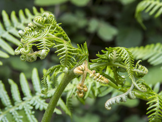 Small young leaves of fern