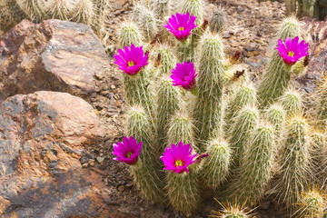 Scarlet Hedgehog Cactus Blooming