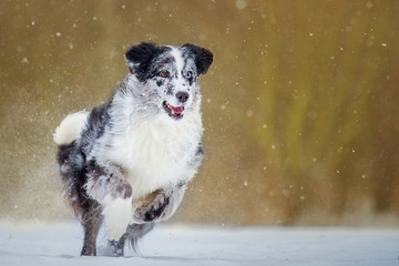 Australian Shepherd hat Spaß im Schnee