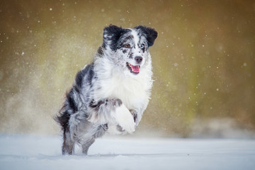 Australischer Schäferhund im Schnee
