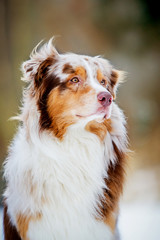 Australian Shepherd Hund, red merle