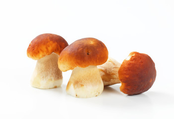 Fresh edible mushrooms