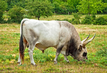 Famous Hungarian grey cattle