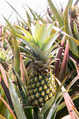 Pineapple Plantation.