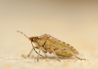 Dolycoris baccarum