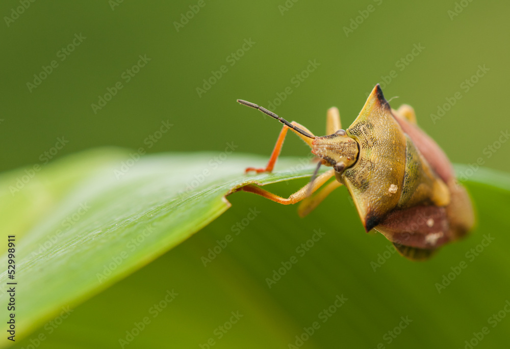 Sticker Carpocoris fuscispinus