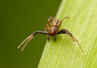 Xysticus