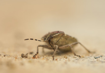 Dolycoris baccarum
