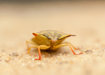 Carpocoris fuscispinus