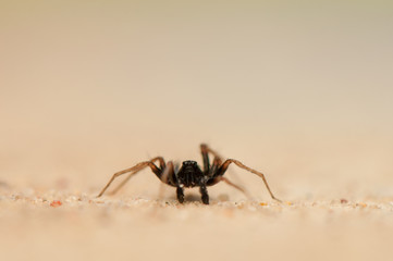 Small spider