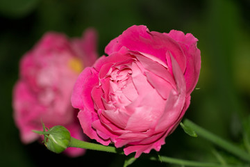 Obraz premium beautiful rose flower in nature. macro