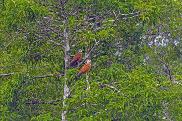Pair of Hawks in the Rain Forest