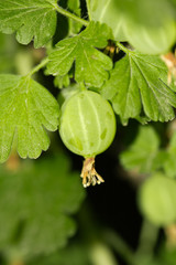 Green gooseberries on nature. macro
