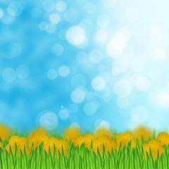 Obraz premium Field of yellow flowers and grass on the sky background