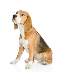 Beagle dog looking away and up. isolated on white background
