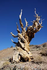 Strange shaped world oldest tree, methuselah