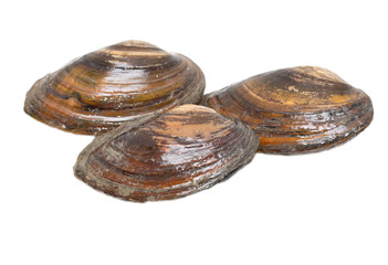 Fototapeta na wymiar oyster shell as a background