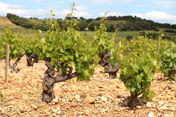 Fototapeta na wymiar Chateauneuf du Pape winnice na skalistej ziemi
