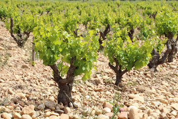 Fototapeta na wymiar Chateauneuf du Pape winnice na skalistej ziemi