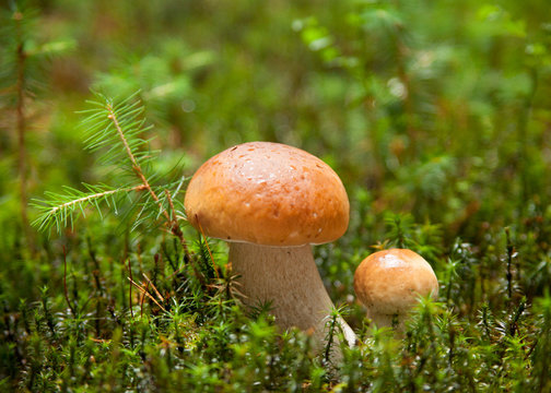 Two ceps with dew drops in the forest.