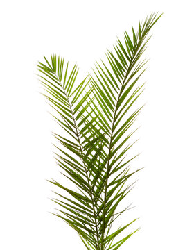 Isolated Two  Palm Leaves on white background