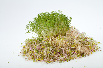 Fresh alfalfa sprouts and cress on white background