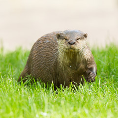 Wet otter is standing in the green grass