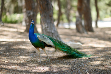 Fototapeta premium A peacock