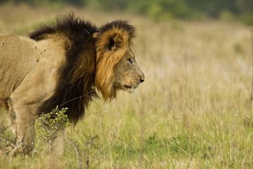 Fototapeta na wymiar Lion stalking