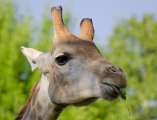 giraffe's head in the nature