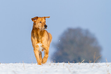 Mischling im Schnee