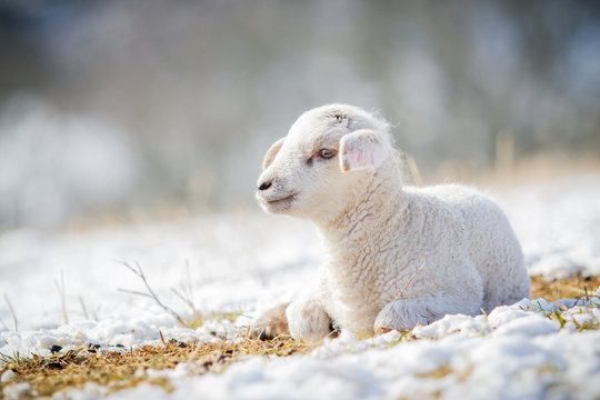 L&auml;mmchen im Winter