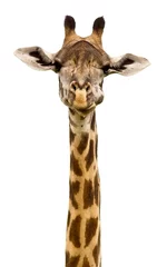 Papier Peint photo Autocollant Girafe Tête de girafe isolée