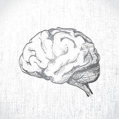 Isolated human brain sketch - illustration - 53003961