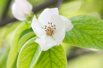 Obraz na płótnie Canvas beautiful flowers in nature quince