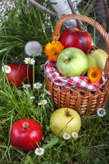 Healthy Organic Apples in the Basket.