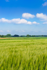 Obraz premium green oat