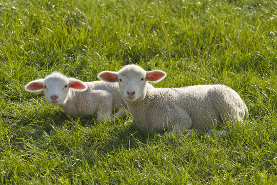 Two lambs in the grass